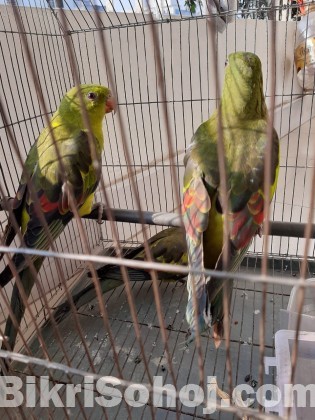 Australian Regents Parrot Bird's